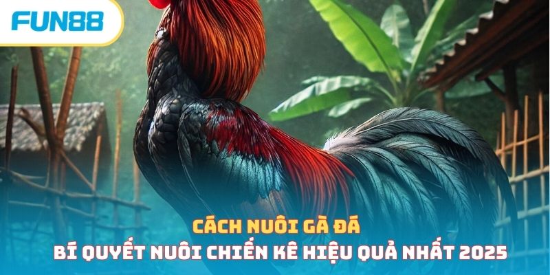 cach nuoi ga da anh dai dien